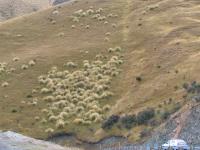 Albums/20060200-New Zealand 2006/20060209-Haast-Wanaka/34